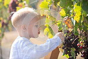 Smiling happy kid eating ripe grapes on grapevine background. Child with harvest. Kid portrait on vineyards. Kid picking