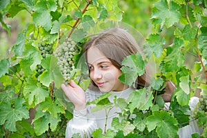 Smiling happy kid eating ripe grapes on grapevine background. Child with harvest. Kid portrait on vineyards. Kid picking