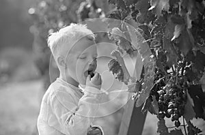 Smiling happy kid eating ripe grapes on grapevine background. Child with harvest. Kid portrait on vineyards. Kid picking