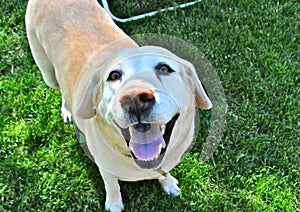 Smiling, happy lab