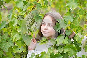 Smiling happy little kid girl eating ripe grapes on grapevine background. Child with harvest. Kid portrait on vineyards