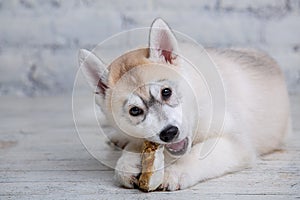 Contento animale domestico il cane la luce colorato rauco parete straziante piacere osso da pasto. una prelibatezza. canino masticare sul naturale 