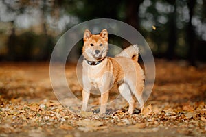 Smiling happy Red Shiba Inu Puppy Dog Outdoor