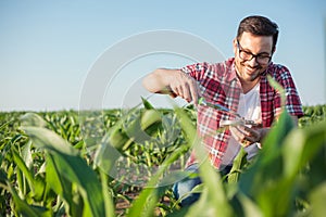 Smiling young agronomist or farmer taking and analyzing soil samples on a corn farm photo