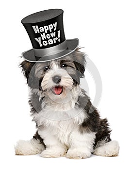 Smiling havanese puppy is wearing a Happy New Year top hat