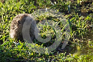 Smiling hedgehog