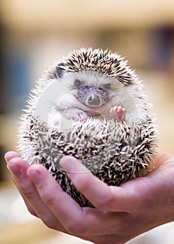 Smiling Hedgehog photo