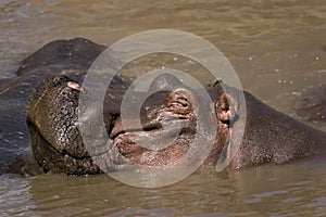 Smiling hippo