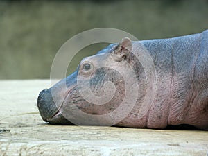 Smiling Hippo Baby