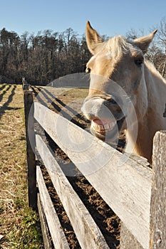 Smiling Horse