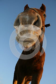 Smiling horse