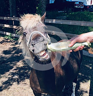 smiling horse, eating an ear of corn