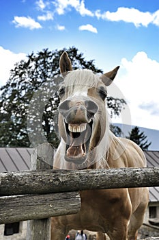 Smiling Horse in a farm of Italian alps mountains