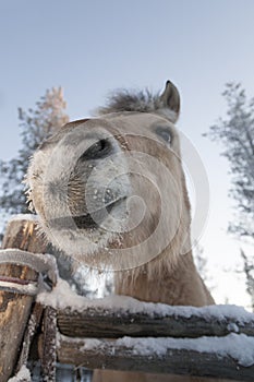 Smiling horse in Lapland