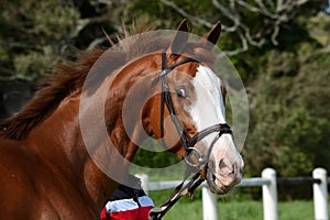 Smiling horse portrait