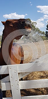 smiling horse taking shower