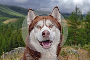 Smiling husky dog portrait. Laughing happy dog in the forested mountains