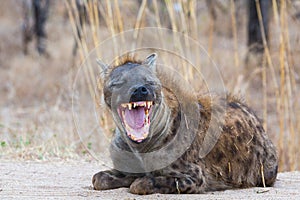 Smiling Hyena photo