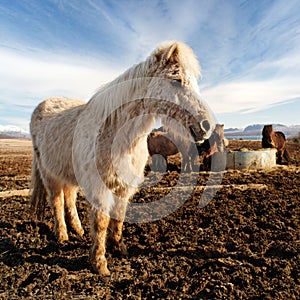 Smiling icelandic horse in a farm