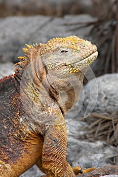 Smiling Iguana