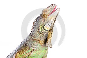 Smiling iguana on isolated white