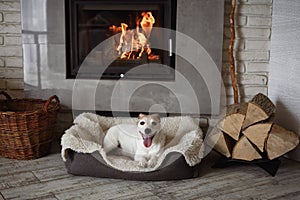 Smiling Jack Russell Terrier dog with mouth open