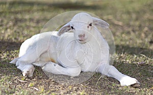 Smiling Katahdin sheep lamb