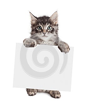 Smiling Kitten Holding Blank Sign