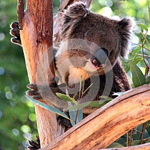 Smiling Koala in a Eucalyptus Tree