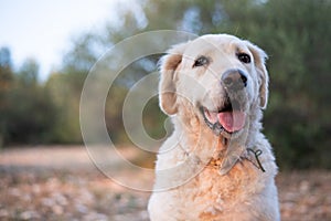 Smiling Kuvasz Dog