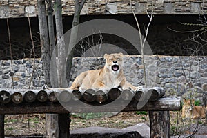 Smiling lady lion, Queen of the jungles