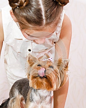 Smiling little girl child schoolgirl holding and playing with pet dog yorkshire terrier