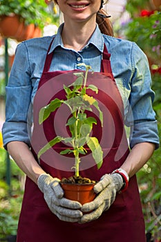 Smiling lovely young woman florist arranging plants in flower shop. The hobby has grown into a small business.