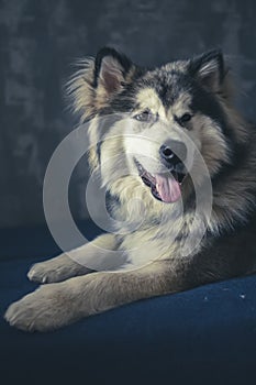 Smiling Malamute on a sofa