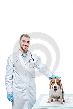 smiling male veterinarian with beagle on table