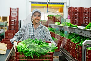 Smiling man with box of lettuce in agricultural sorting factory