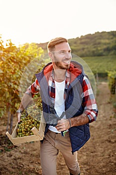 Smiling man harvesting grapes from vines in vineyard