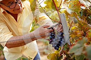 Smiling man picking red wine grapes on vine