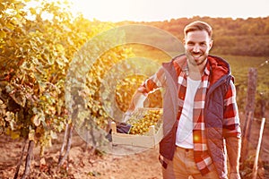 Smiling man picking white grapes