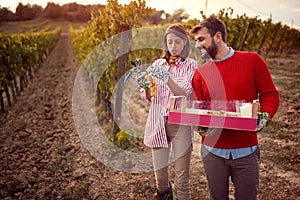 Smiling man and woman gather harvest grapes