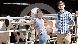 Smiling man and woman happily stroking cows