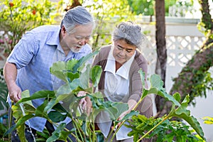 Smiling mature couple engaged and watering plant in garden front home.