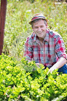 Smiling mature farmer loooking at plants growing in  farm