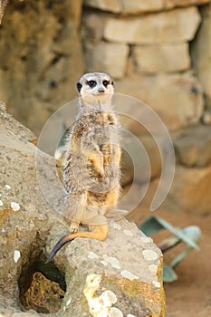 Smiling meerkat sitting on rock