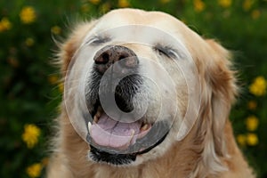 Smiling Old Golden Retriever Dog