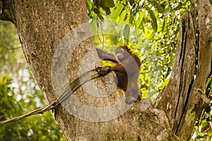 Smiling Orangutan Doing Jungle Surveillance in Giant Tree