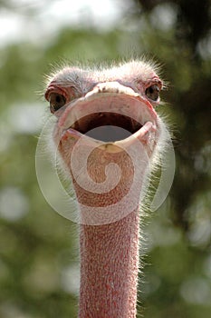 Smiling Ostrich