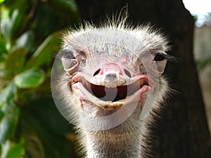 Smiling Ostrich