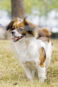 smiling Papillon dog