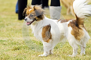Smiling Papillon dog
